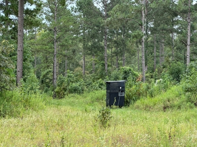 East Texas Hunting/Recreational/Timber Tract For Sale - image 10
