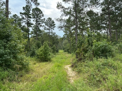 East Texas Hunting/Recreational/Timber Tract For Sale - image 14