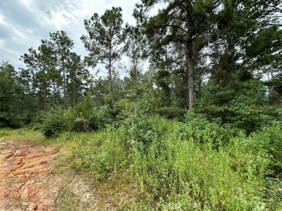 East Texas Hunting/Recreational/Timber Tract For Sale - image 5