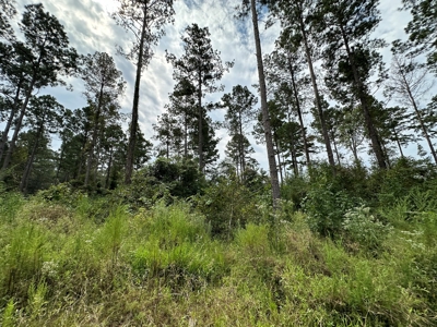 East Texas Hunting/Recreational/Timber Tract For Sale - image 17