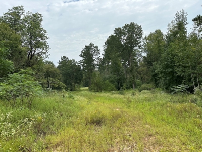 East Texas Hunting/Recreational/Timber Tract For Sale - image 12