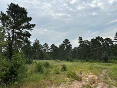 East Texas Hunting/Recreational/Timber Tract For Sale - image 6