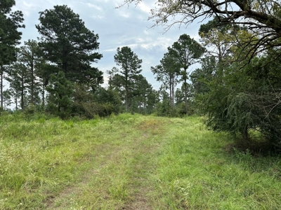 East Texas Hunting/Recreational/Timber Tract For Sale - image 1