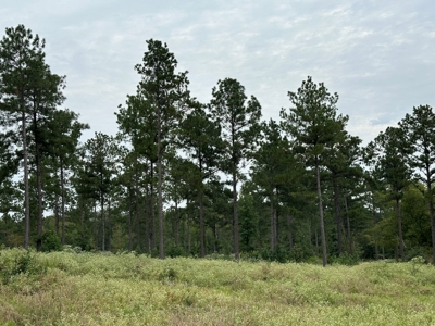 East Texas Hunting/Recreational/Timber Tract For Sale - image 8
