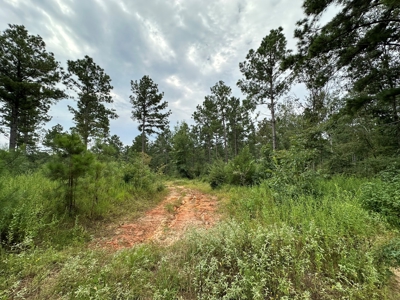 East Texas Hunting/Recreational/Timber Tract For Sale - image 4