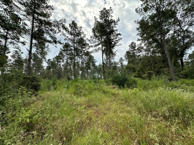 East Texas Hunting/Recreational/Timber Tract For Sale - image 19