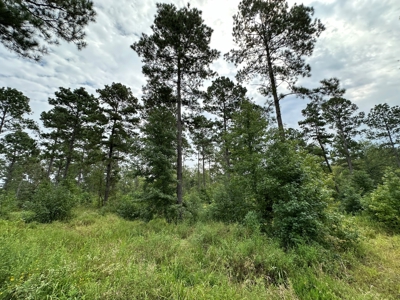 East Texas Hunting/Recreational/Timber Tract For Sale - image 16
