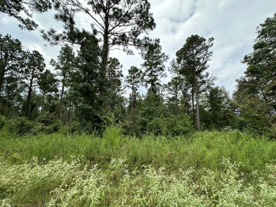East Texas Hunting/Recreational/Timber Tract For Sale - image 3