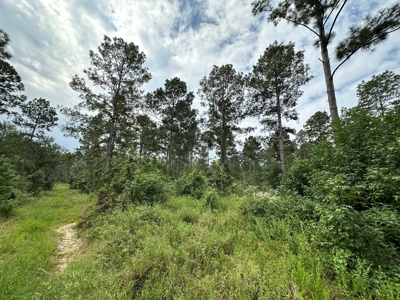 East Texas Hunting/Recreational/Timber Tract For Sale - image 15