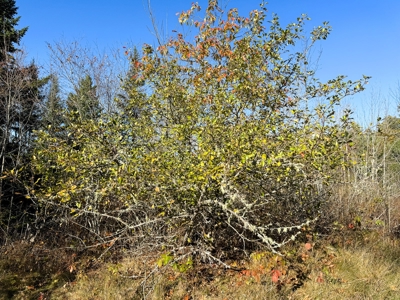 2± Acre Lot in Scenic Edmunds Township, Maine - image 6