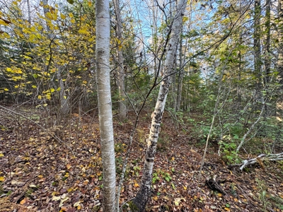 2± Acre Lot in Scenic Edmunds Township, Maine - image 12