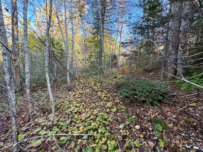 2± Acre Lot in Scenic Edmunds Township, Maine - image 10