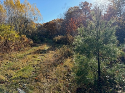 41 Acres of Land in Passadumkeag, Maine - image 10