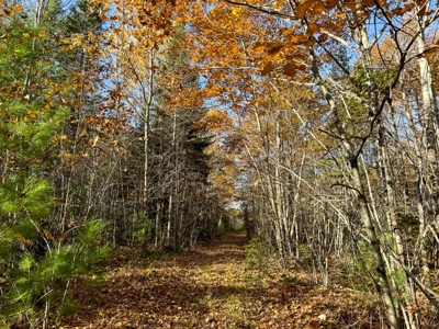 41 Acres of Land in Passadumkeag, Maine - image 17