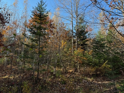 41 Acres of Land in Passadumkeag, Maine - image 19