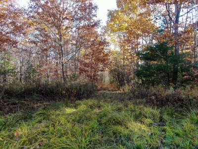 41 Acres of Land in Passadumkeag, Maine - image 8