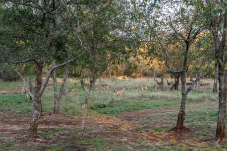 Luxury Home with Acreage for Sale in Bridgeport, Texas - image 7