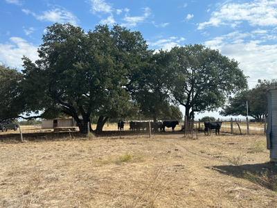 40 Acre Ag Exempt Ranch for Sale in Gatesville, TX - image 19