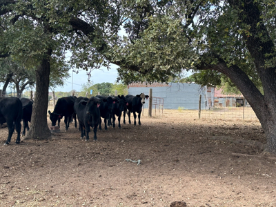 40 Acre Ag Exempt Ranch for Sale in Gatesville, TX - image 21