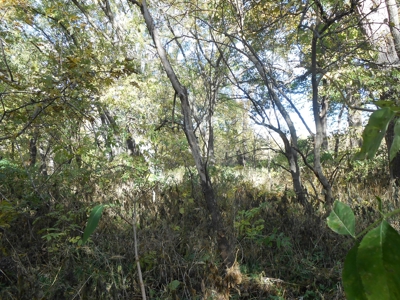 Heavily Wooded Small Acreage For Sale - image 24
