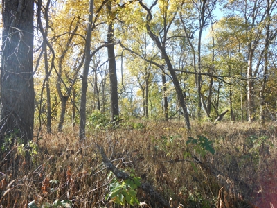 Heavily Wooded Small Acreage For Sale - image 20