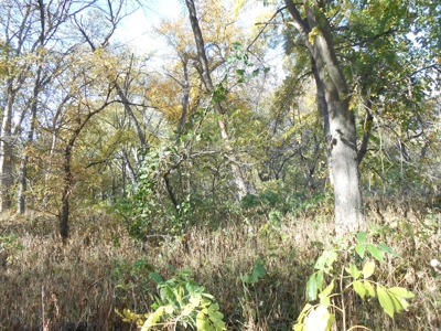 Heavily Wooded Small Acreage For Sale - image 19
