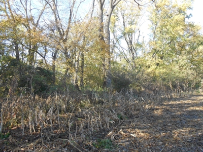 Heavily Wooded Small Acreage For Sale - image 25