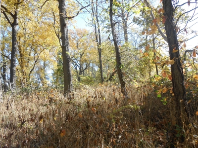 Heavily Wooded Small Acreage For Sale - image 21