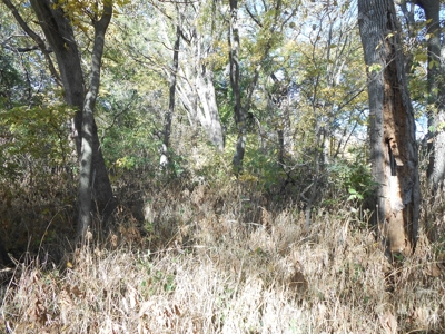 Heavily Wooded Small Acreage For Sale - image 22