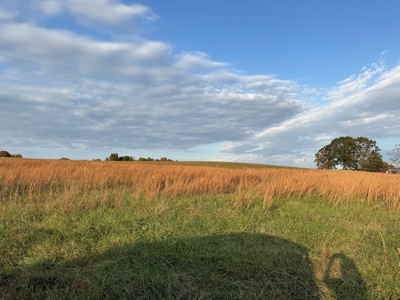 Land For Sale In Izard County Arkansas! - image 2