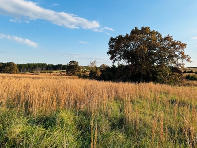 Land For Sale In Izard County Arkansas! - image 4