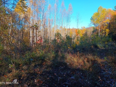 78.26 Vacant Acreage with Well and Spring Hawkins County, TN - image 28