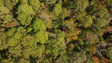 8.32 Acres In Horseshoe Bend Winnsboro Wood County Texas - image 11