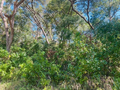 VACANT LAND FOR SALE, NEAR SUWANNEE RIVER - Chiefland, FL - image 2