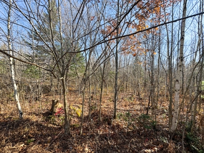 Timberland for Sale in Carthage, Maine - image 12