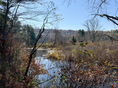Timberland for Sale in Carthage, Maine - image 9