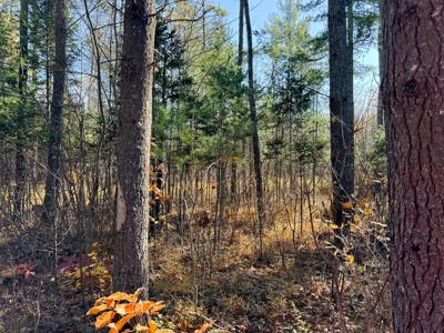 Timberland for Sale in Carthage, Maine - image 7