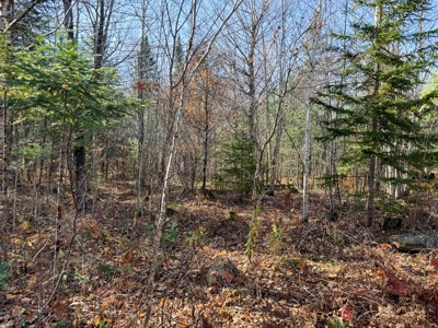 Timberland for Sale in Carthage, Maine - image 13