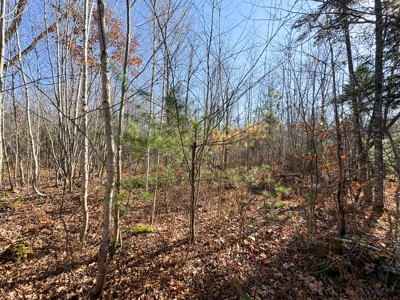 Timberland for Sale in Carthage, Maine - image 14