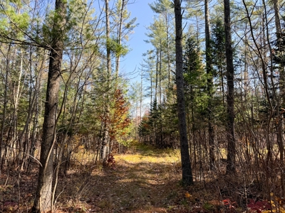 Timberland for Sale in Carthage, Maine - image 6