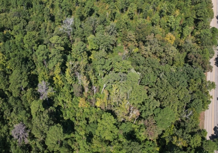 Land For Sale In Cass County Bivins, Texas - image 6