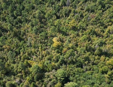 Land For Sale In Cass County Bivins, Texas - image 3