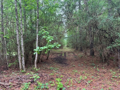 45 Acre Timberland Hunting Lincoln County South MS - image 9