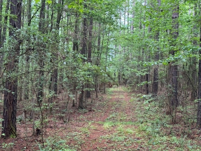 45 Acre Timberland Hunting Lincoln County South MS - image 10