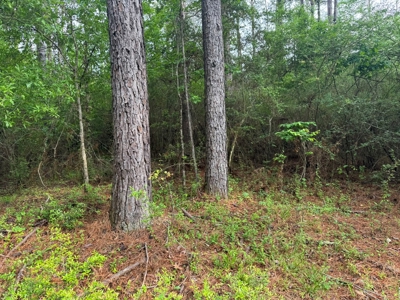 45 Acre Timberland Hunting Lincoln County South MS - image 12