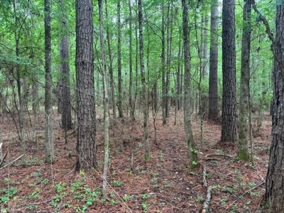 45 Acre Timberland Hunting Lincoln County South MS - image 5