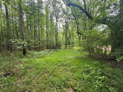 45 Acre Timberland Hunting Lincoln County South MS - image 16