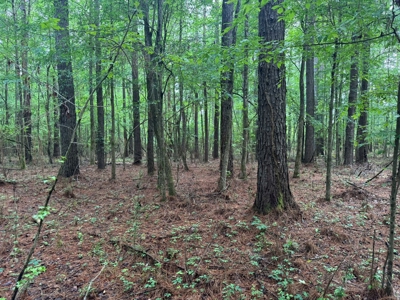 45 Acre Timberland Hunting Lincoln County South MS - image 20
