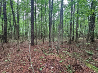 45 Acre Timberland Hunting Lincoln County South MS - image 17