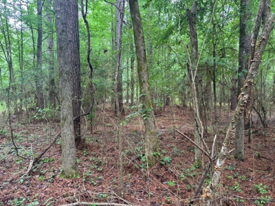 45 Acre Timberland Hunting Lincoln County South MS - image 11